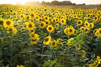 Field with crop of Helianthus annuus (sunflower)