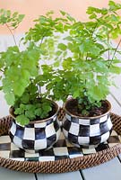 Adiantum raddianum 'Fragrans' (Maidenhair fern) planted in checker bowls