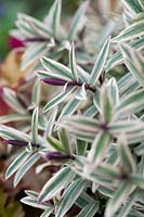 Hebe 'Lady Ann' variegated foliage