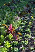 Mixed ornamental vegetable and flower bed in the grounds of the Monastere de Cimiez, Nice, France