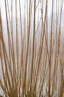 Salix sp (willow)