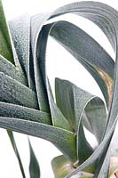 Close up of frosted Leek foliage in winter