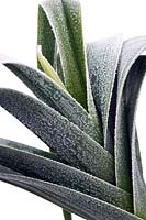 Close up of frosted Leek foliage in winter