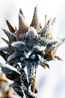 Cynara cardunculus (cardoon) seed head covered with a winter frost