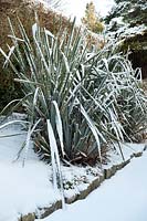Phormium cv (New Zealand flax) covered with snow in winter