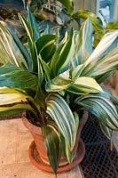 Aspidistra elatior 'Variegata' (Cast iron plant)