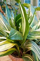 Aspidistra elatior 'Variegata' (Cast iron plant)