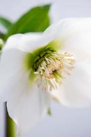 Helleborus cv (Hillier Garden Hybrid) Clear White