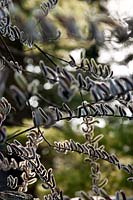 Salix chaenomeloides, catkins