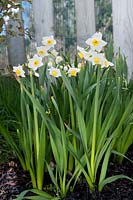 Clump of Narcissus 'Avalanche' (Div 8, Tazetta Hybrid daffodil) at Croft 16 daffodils, Wester Ross, Scotland