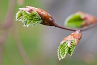 Fagus sylvatica (common beech) leaves emerging