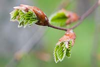 Fagus sylvatica (common beech) leaves emerging