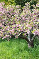 Prunus 'Oshokun' (Japanese flowering cherry) pink blossom