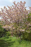 Prunus 'Matsumae Shizuka' (Japanese flowering cherry) blossom