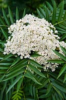 Sorbus commixta (Japanese rowan tree) white flower