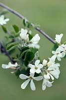 Amelanchier rotundifolia (Snowy mespilus) blossom