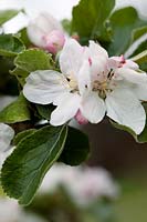 Malus domestica 'Costard Apple' white blossom