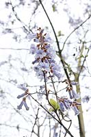 Paulownia fargesii (foxglove tree) in flower