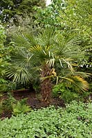 Trachycarpus fortunei (Chusan palm, Windill palm)