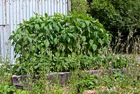 Raised vegetable bed with 'Boston Red' artichokes