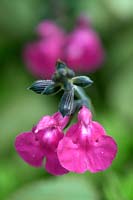 Salvia microphylla 'Cerro Potosi'