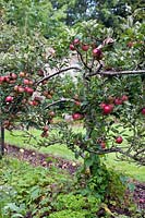 Espalier apple tree laden with red fruit