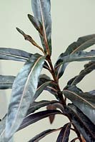 Ramosmania rodriguesii (Café marron) plant foliage. Very rare & endangered plant