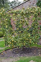 Pear 'Doyenne du Comice' (Pyrus communis 'Doyenne du Comice') growing in the Walled Garden at West Dean, West Sussex, England