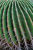Echinocactus ingens Large Barrel Cactus
