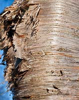 Betula ermanii (Erman's birch) bark