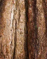 Sequoiadendron giganteum (Wellingtonia, giant sequoia, giant redwood)