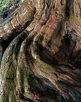 Roots of an old yew tree (Taxus baccata)