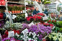 Flower stalls at Columbia Road Flower Market, London