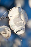 Frosted Lunaria annua (honesty) seed heads