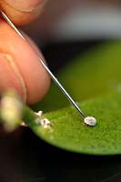 Gardener identifying a mealybug on Hoya leaf