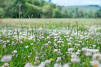 Meadow of Trifolium repens (White clover)