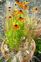 Terracotta containers with Helenium 'Sahin's Early Flowerer' and Stipa tenuissima