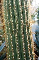 Echinopsis terscheckii (Argentine Saguaro)
