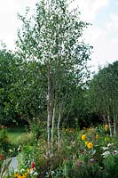 Betula utilis var. jacquemontii 'Doorenbos' (Himalayan birch 'Doorenbos') in the Times Eureka Garden for RHS Chelsea Flower Show