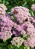 Sedum spectabile (ice plant) with Peacock (Inachis io) and Red admiral (Vanessa atalanta) butterflies