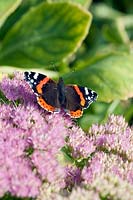 Sedum spectabile (ice plant) with Red admiral male (Vanessa atalanta) butterfly