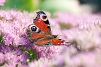 Sedum spectabile (ice plant) with Peacock (Inachis io) butterfly