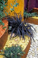 Ophiopogon planiscapus Nigrescens Lilyturf Black mondo grass