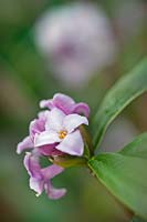 Close up of winter flowering Daphne odora 'Aureomarginata'