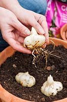 Female gardener planting summer flowering Oriental lily bulbs in a terracotta container