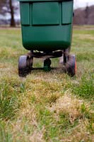 Gardener using a rotary lawn feed spreader