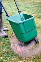 Gardener using a rotary lawn feed spreader