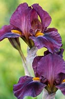 Bearded Iris flower