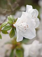 Rhododendron cv (Azalea cv) white flowered