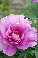 Paeonia Itoh hybrid 'First Arrival'